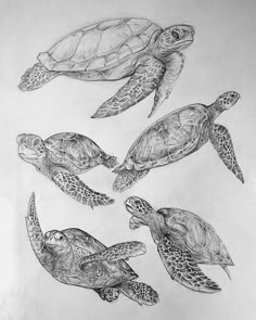 four sea turtles are depicted in this drawing