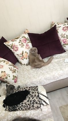 a cat sitting on top of a couch covered in pillows