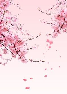 a pink background with lots of cherry blossoms