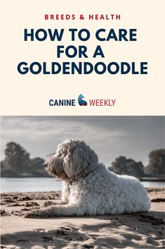 a white dog laying on top of a sandy beach next to the ocean with text overlay reading how to care for a goldendoodle