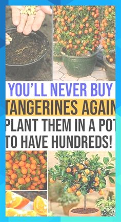 you'll never buy tangerines again plant them in a pot to have hundreds