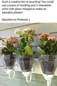 three potted plants are hanging on the wall