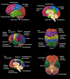 the different areas of the human brain