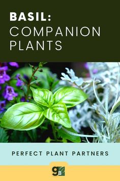 the cover of basil companion plants, which includes green leaves and purple flowers with text overlay