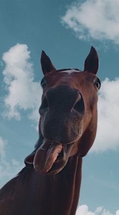 a brown horse with its tongue hanging out