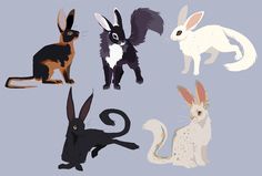 four different types of rabbits on a blue background