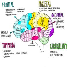 a diagram of the human brain with labels on each side and different parts labeled below