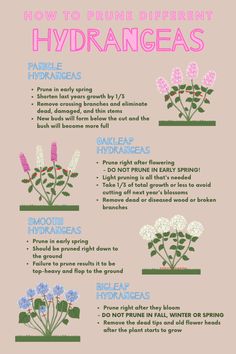 the different types of flowers that can be used to create an info sheet for your website