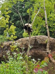 a panda bear climbing up the side of a tree in an enclosure at a zoo