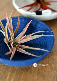 an air plant in a blue bowl on a wooden table