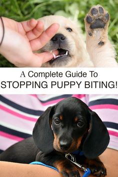 a person holding a dog in their lap with the caption, a complete guide to stopping puppy biting