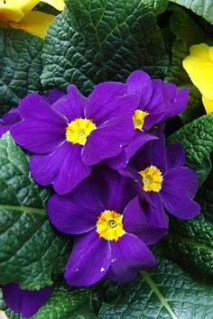 purple flowers with yellow centers surrounded by green leaves