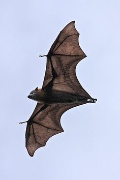 a bat flying in the sky with its wings spread