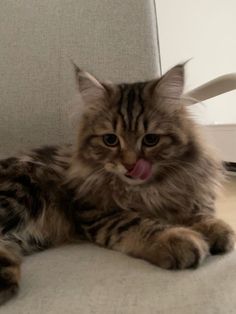 a long haired cat laying on top of a chair with it's tongue hanging out