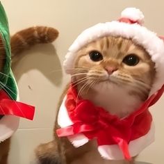 two cats dressed up as santa claus and the cat in the hat is wearing a costume