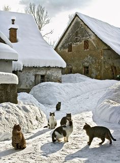 several cats are standing in the snow near some houses and buildings with snow on them