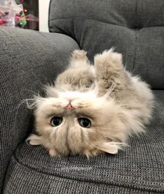 a fluffy cat laying on its back on a couch