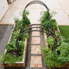 an outdoor garden with various plants growing in it