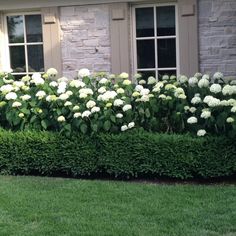 white flowers in front of a brick house