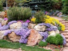 a rock garden with purple and yellow flowers