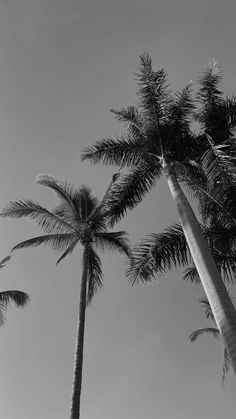 black and white photograph of three palm trees