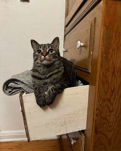 a cat sitting on top of a wooden drawer