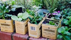 several tins filled with plants sitting on top of a brick wall