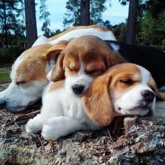 three puppies are sleeping together on the ground in front of some trees and grass