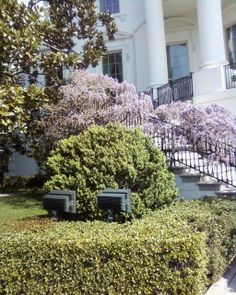 bushes and trees in front of a white house