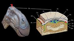 an animal's head is shown with parts labeled