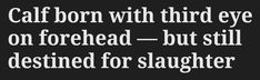 Screenshot that reads: “calf born with third eye on forehead - but still destined for slaughter” Preachers Daughter, All I Ever Wanted, Our Lady, Third Eye, The Globe, Poetry, Let It Be, Writing, Feelings