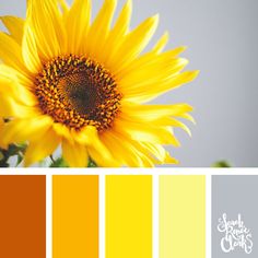 a yellow sunflower is in the middle of color swatches with gray and white background