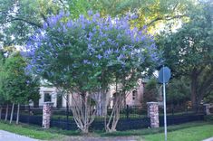 a tree with purple flowers in front of a fence and street sign on the corner