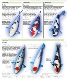 the different types of koi fish are shown in this page, which includes information about their colors