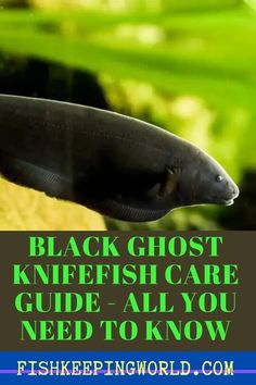 black ghost knifefish care guide all you need to know