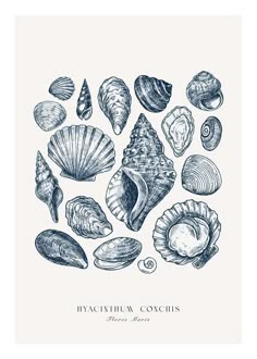 an ink drawing of sea shells