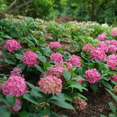 pink flowers are blooming on the ground near green leaves and trees in the background