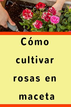 a sign that says como cultivar rosas en maceta with flowers in it