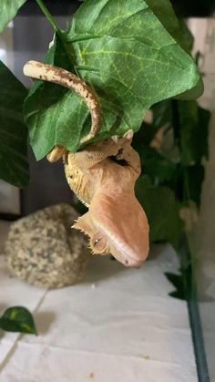 a close up of a plant with leaves on it's head and an animal in the background