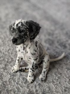 a black and white puppy sitting on the ground