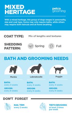 an info sheet describing the different types of dog grooming products and how to use them