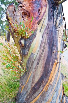 a tree that has been grafted and stripped with some green plants growing out of it