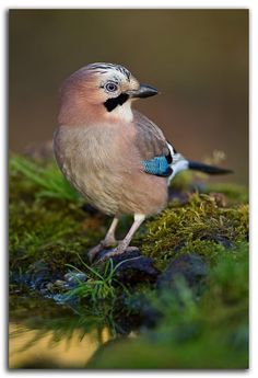 a small bird standing on top of a moss covered ground