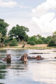 several hippopotamus are swimming in the water