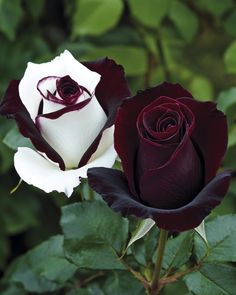 two black and white roses with green leaves