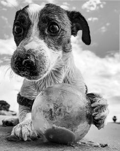 a black and white photo of a dog playing with a ball on the beach,