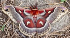 a red and white butterfly sitting on the ground