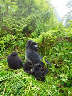 three gorillas are sitting in the tall grass and trees, while one is eating