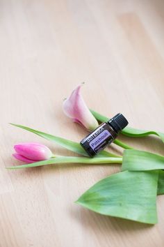 Easily recognized for its rich, musky-sweet fragrance, Patchouli is regularly used in the perfume industry as well as in scented products such as laundry detergents and air fresheners. Patchouli Essential Oil Uses, Doterra Patchouli, Essential Oil Bug Repellent, Musk Oil, Essential Oils For Pain, Essential Oils For Sleep, Patchouli Oil