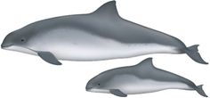 two dolphins are shown side by side on a white background, one is gray and the other is black